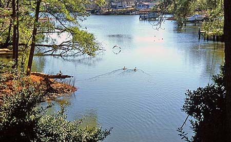 Birds on creek